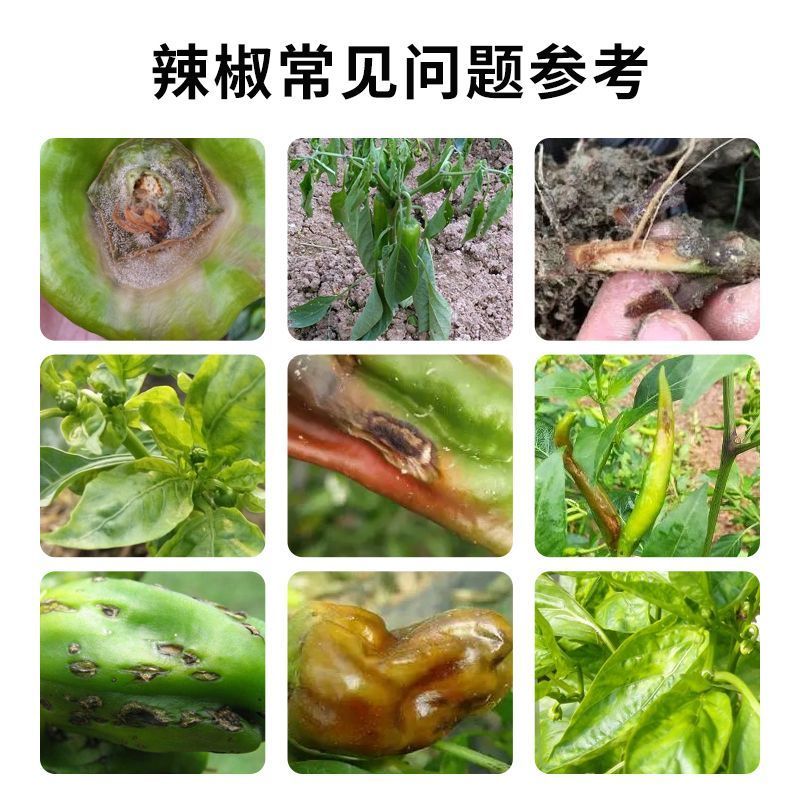 辣椒疫病清辣椒卷叶快速炭疽黄叶枯萎根腐软腐快速杀菌微生物