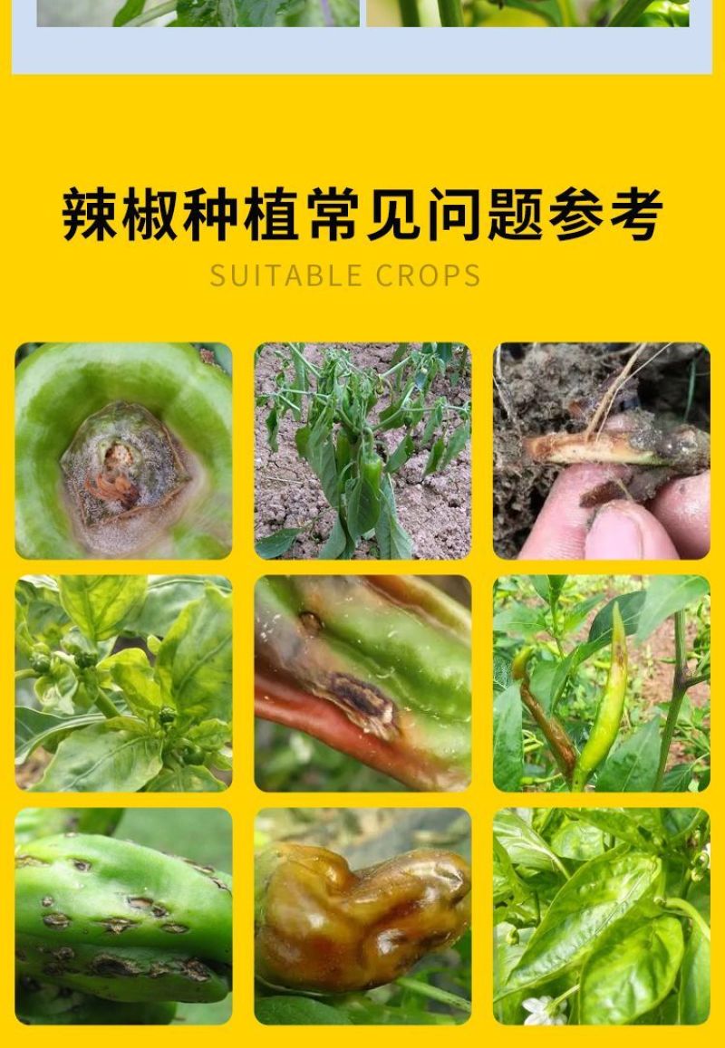 辣椒疫病清辣椒卷叶快速炭疽黄叶枯萎根腐软腐快速杀菌微生物