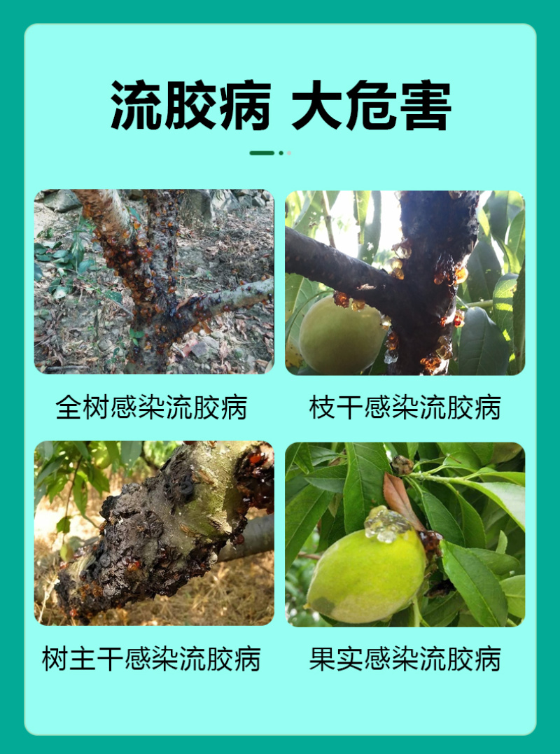 流胶一喷净果树花椒桃树流胶病专用真菌细菌溶解剂微生物菌剂