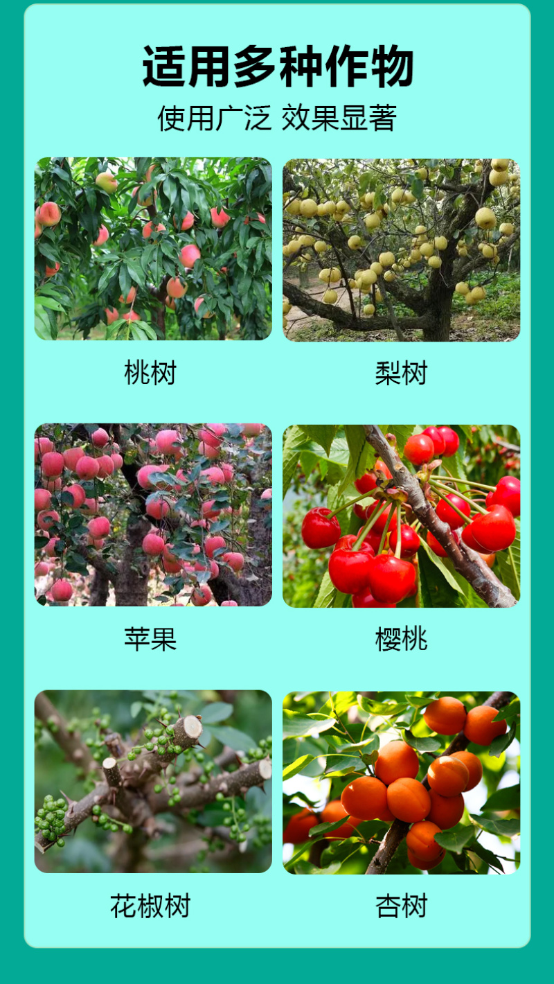 流胶一喷净果树花椒桃树流胶病专用真菌细菌溶解剂微生物菌剂