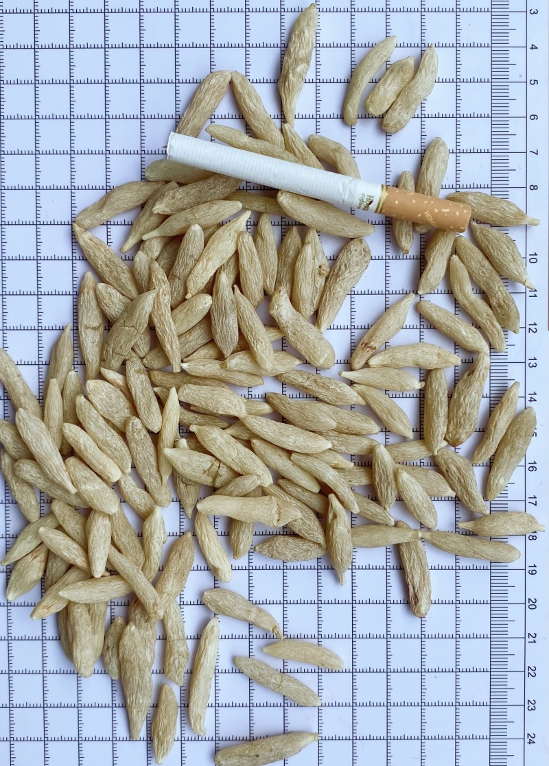 绵阳麦冬川麦冬包邮精品货产地直供自产自销