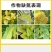 液体有机氮肥小麦玉米水稻快速补氮代替尿素提苗厚绿叶膨果肥