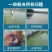 厂家直销大颗粒大苏打硫代硫酸钠水产养殖水质净化剂降氨除氮