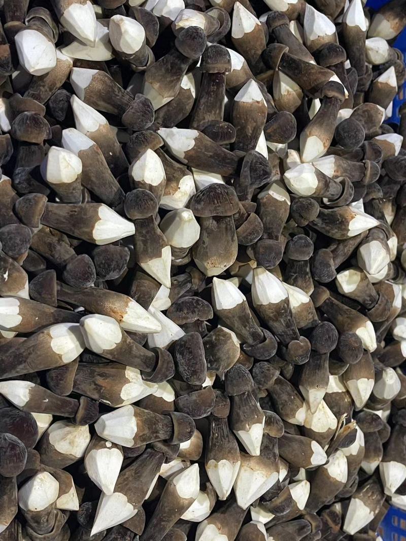 黑皮鸡枞菌对接各种市场货源充足量大从优欢迎咨询