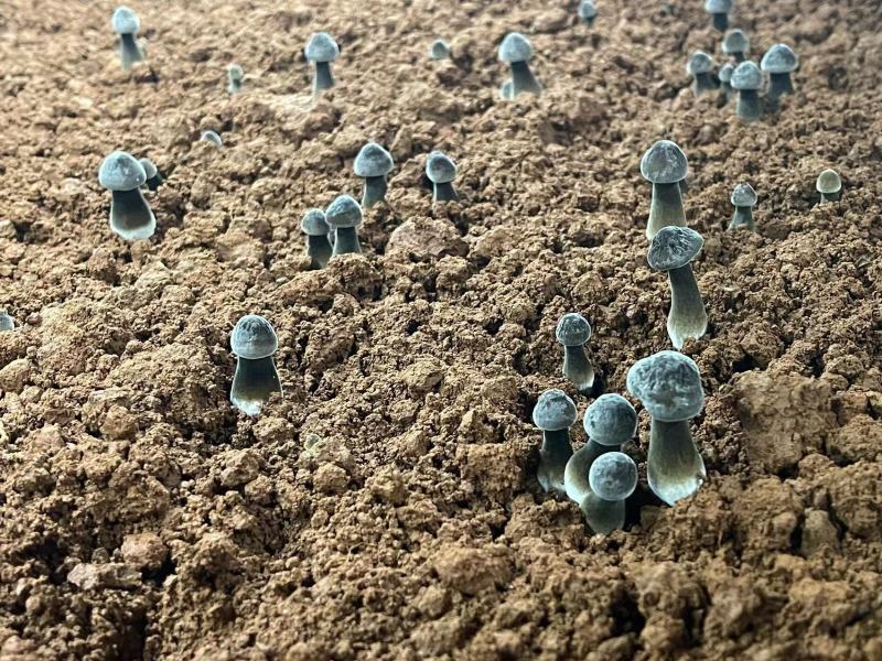 黑皮鸡枞菌对接各种市场货源充足量大从优欢迎咨询