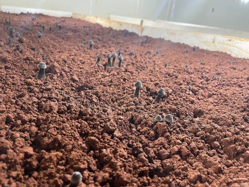 黑皮鸡枞菌对接各种市场货源充足量大从优欢迎咨询