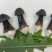黑皮鸡枞菌对接各种市场货源充足量大从优欢迎咨询