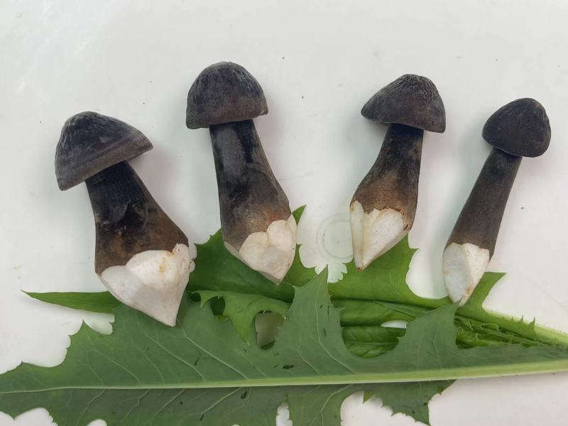 黑皮鸡枞菌对接各种市场货源充足量大从优欢迎咨询