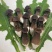黑皮鸡枞菌对接各种市场货源充足量大从优欢迎咨询
