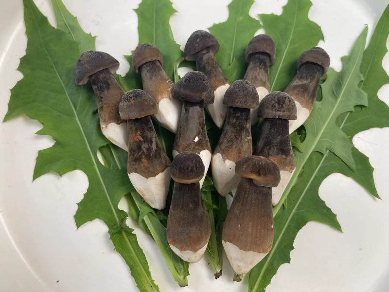 黑皮鸡枞菌对接各种市场货源充足量大从优欢迎咨询