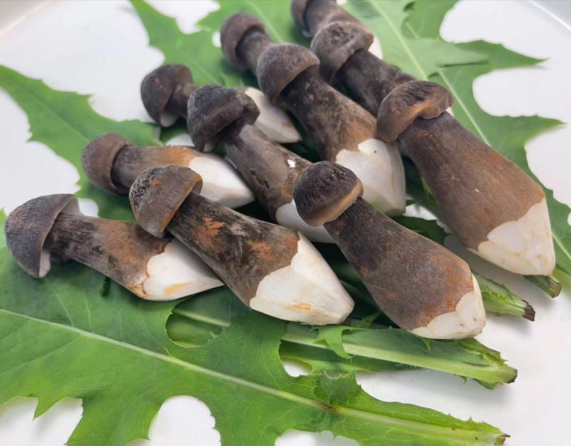 黑皮鸡枞菌对接各种市场货源充足量大从优欢迎咨询