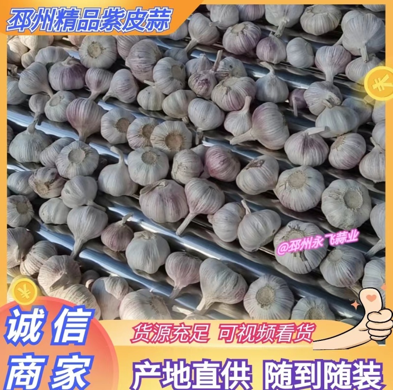 热卖中，邳州优质净蒜，《永飞》品牌净蒜，品质保证值得信赖