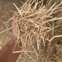 小麦秸秆饲料原料养殖用品粉碎过筛风选压块多道工序长短可调