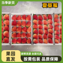 精品草莓货源充足一手货源质量保证欢迎咨询