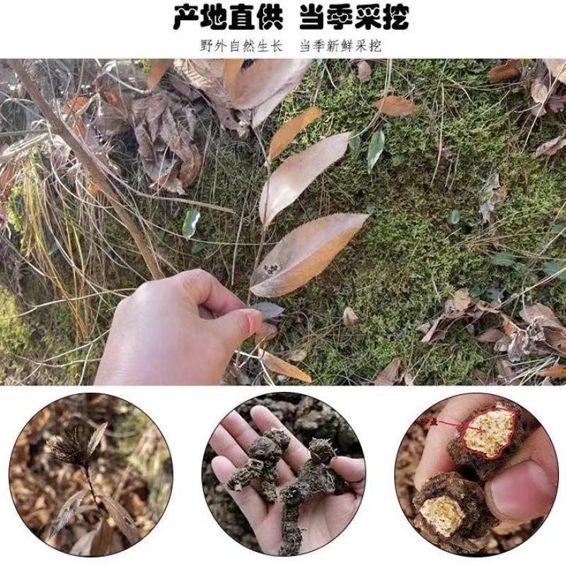 苍术优质苍术大量现货欢迎电联品质保证