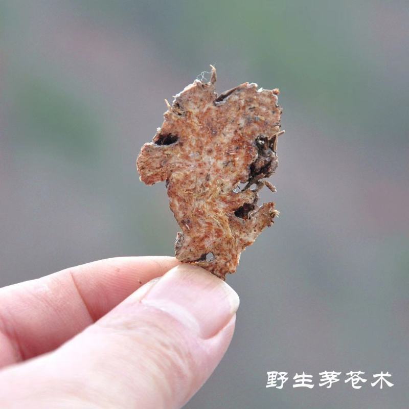 苍术优质苍术大量现货欢迎电联品质保证