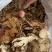 苍术优质苍术大量现货欢迎电联品质保证