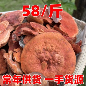 野生牛樟芝红栓菌牛樟芝长期供货一手货源厂家直发