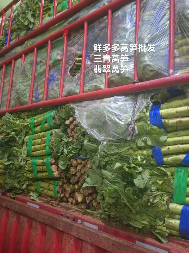 三青莴笋尖/圆叶莴笋尖/凤尾大量上市基地直发