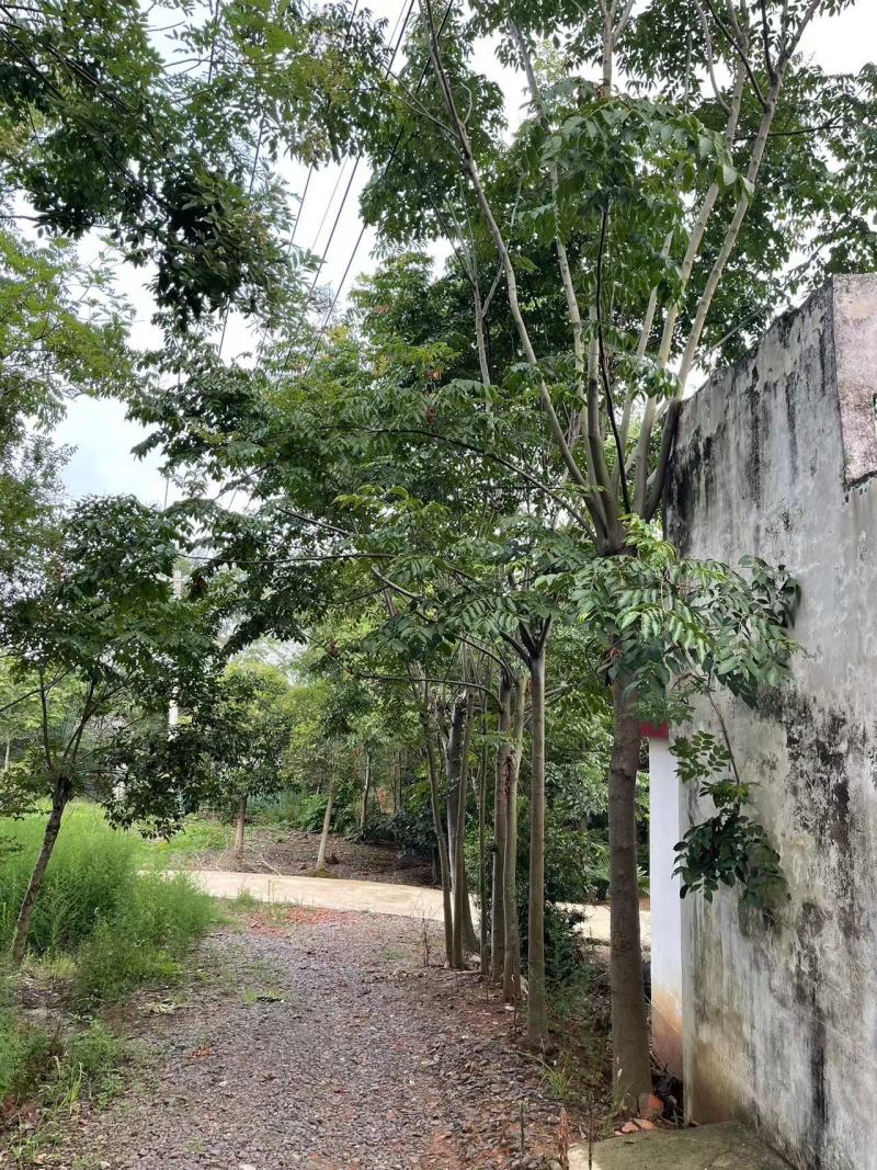 河南精品栾树量大质优全国发货欢迎来电咨询