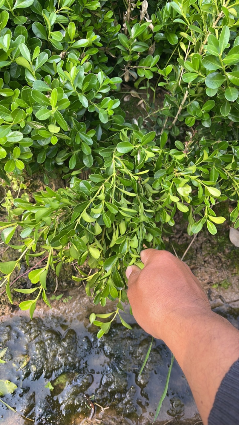 小叶黄杨大量上市产地直发全国代发欢迎来电