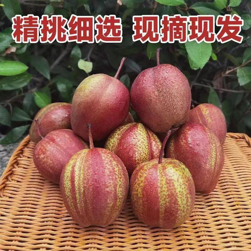 精选优质彩虹梨支持一件代发社区团购等各平台
