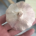 精品大蒜紫皮蒜品质保证欢迎咨询合作大量供应中