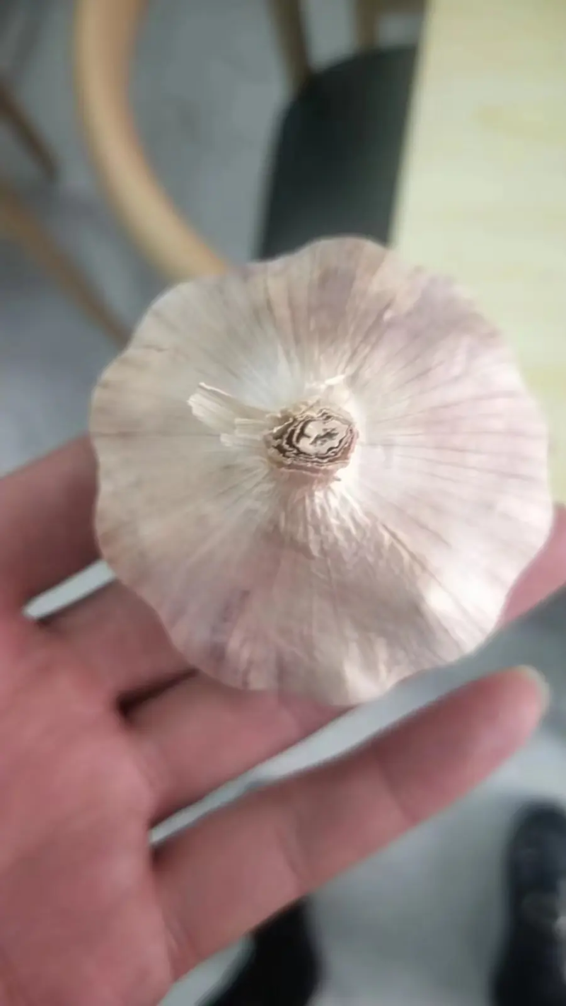 精品大蒜紫皮蒜品质保证欢迎咨询合作大量供应中