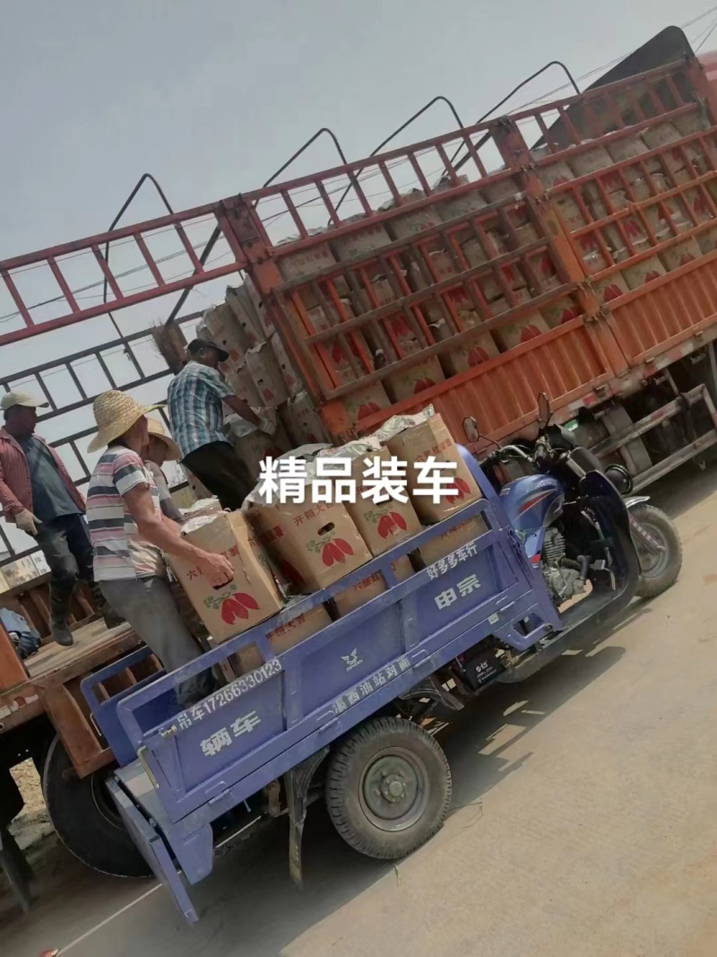 精品红薯西瓜红2024大量供应自己种植品质保证