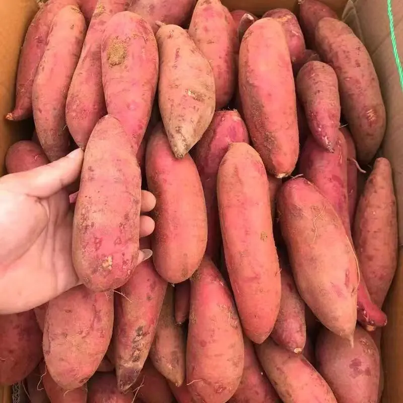 精品红薯西瓜红2024大量供应自己种植品质保证