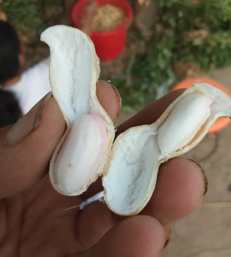 品质鲜花生品质保证欢迎仔细量大从优欢迎咨询