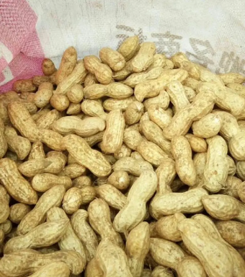 品质鲜花生品质保证欢迎仔细量大从优欢迎咨询