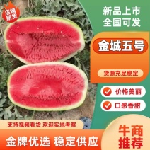 山西精品双红金城五号西瓜，货量充足品质保证，可视频看货选货