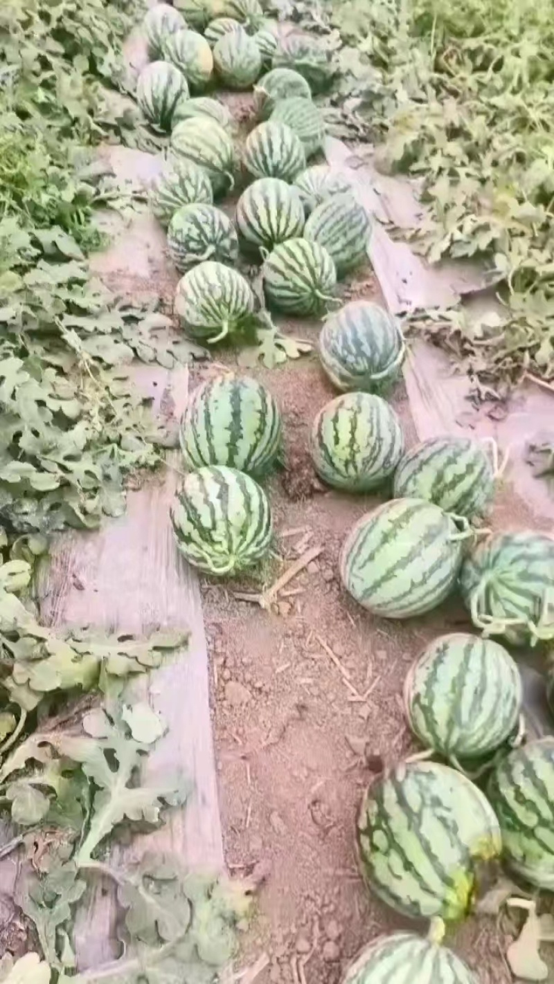 山西西瓜精品美都麒麟瓜无籽产地直供货源充足欢迎联系