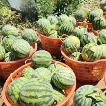 山西西瓜精品美都麒麟瓜无籽产地直供货源充足欢迎联系
