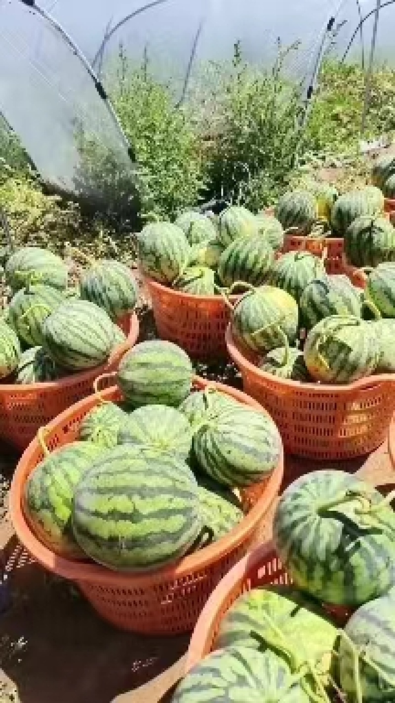 山西西瓜精品美都麒麟瓜无籽产地直供货源充足欢迎联系