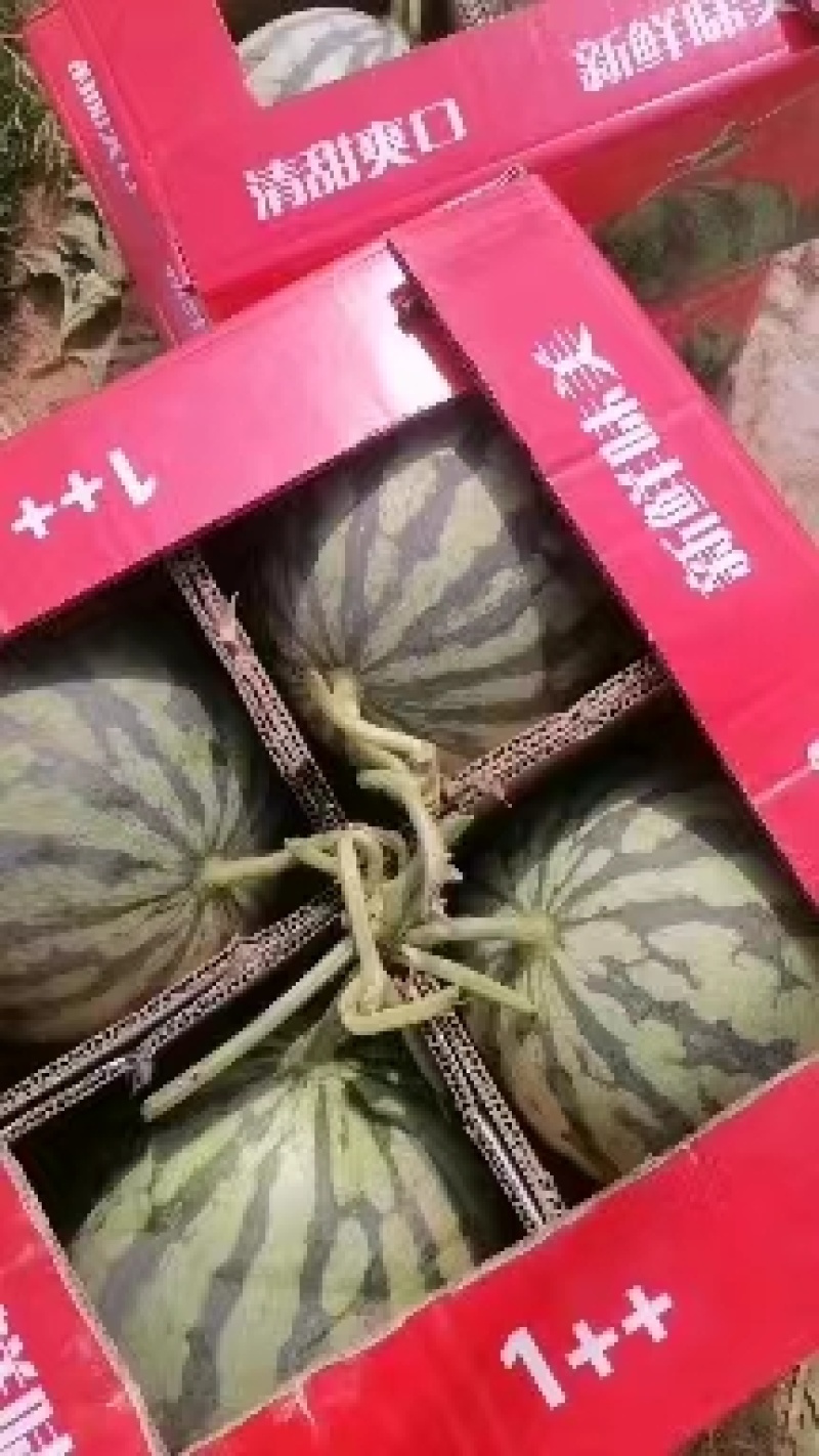 山西西瓜精品美都麒麟瓜无籽产地直供货源充足欢迎联系