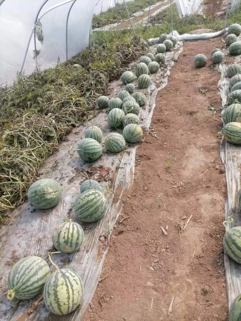 山西西瓜精品美都麒麟瓜无籽产地直供货源充足欢迎联系