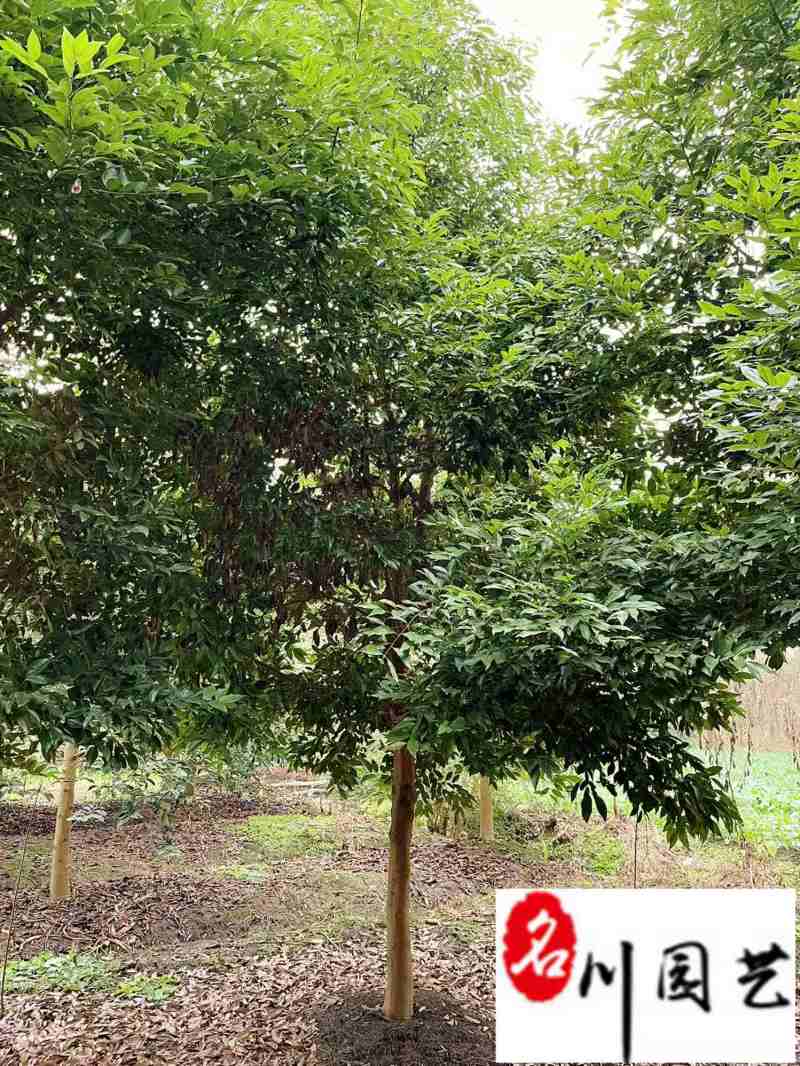 天竺桂8-16公分价格成都天竺桂苗木基地直销量大从优