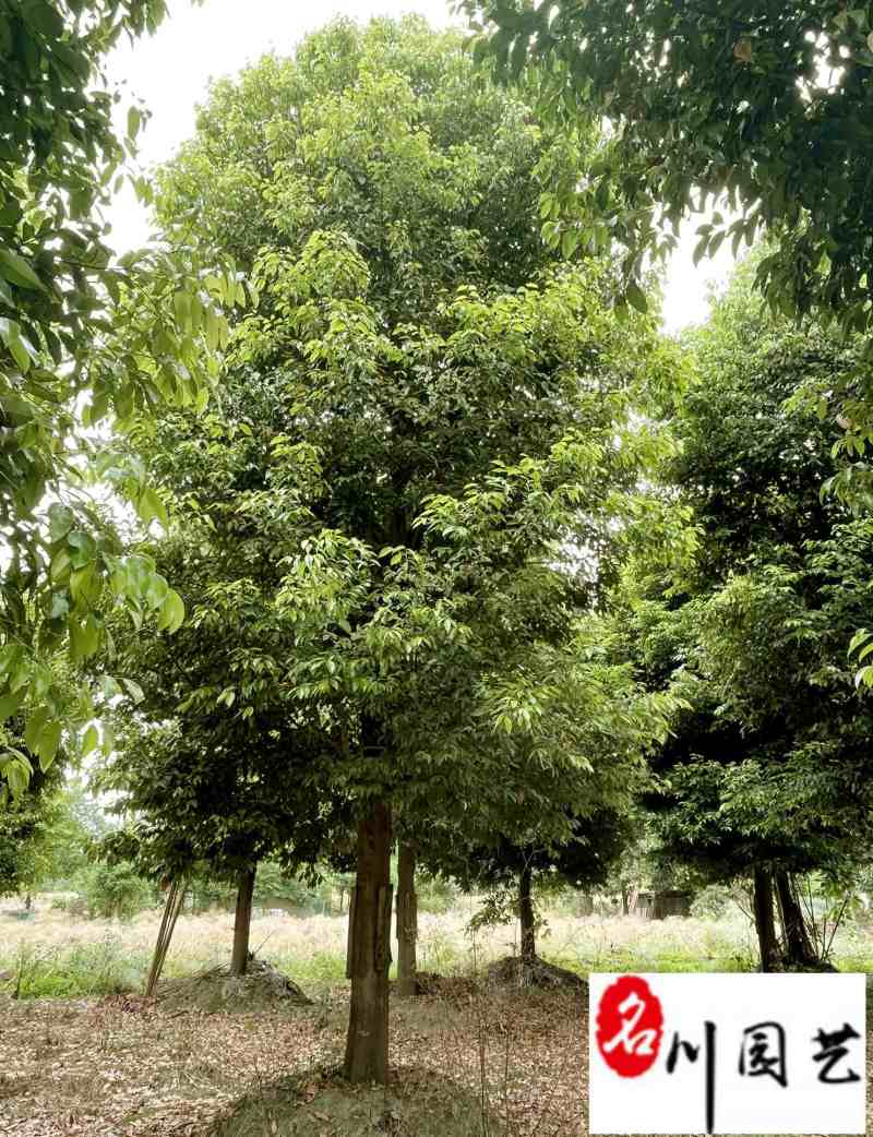 天竺桂8-16公分价格成都天竺桂苗木基地直销量大从优