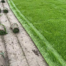 混播草坪价格成都混播草坪基地货源充足量大从优