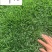混播草坪价格成都混播草坪基地货源充足量大从优