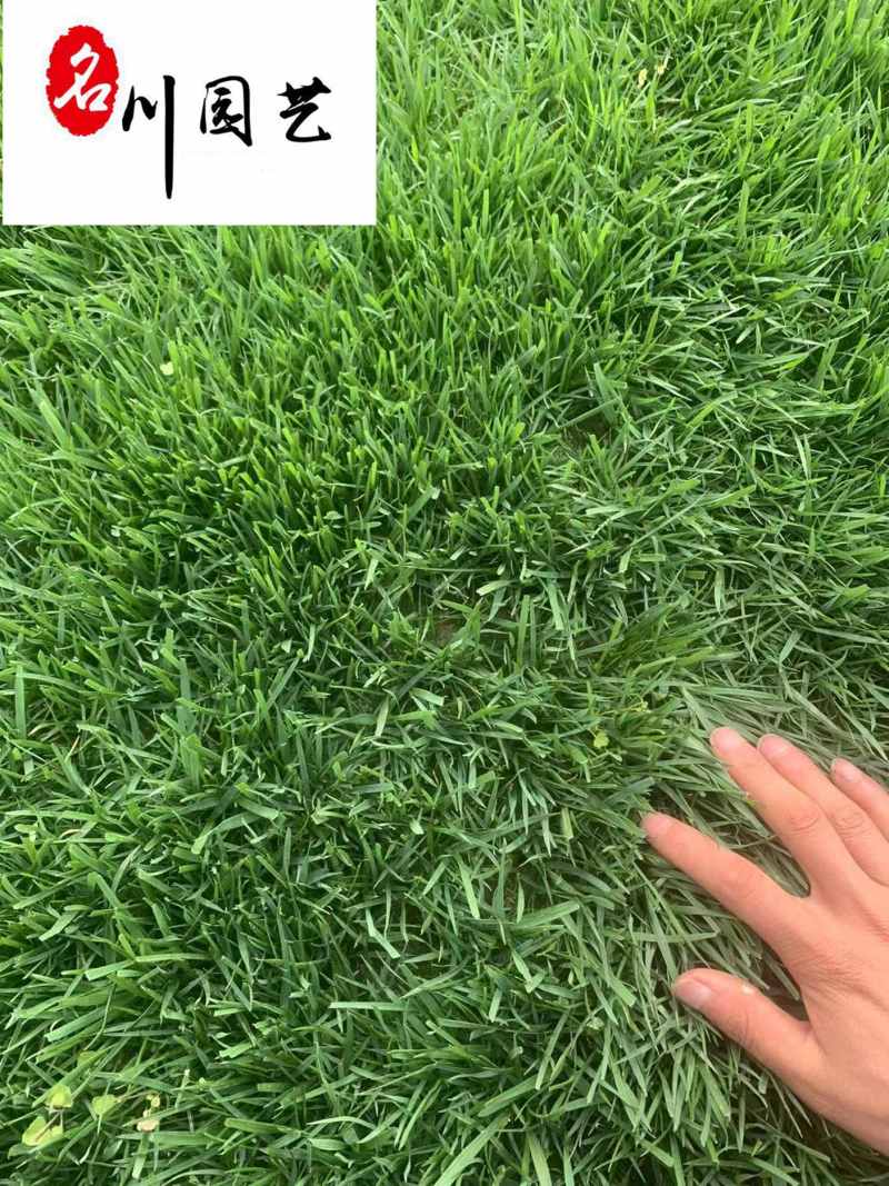 混播草坪价格成都混播草坪基地货源充足量大从优
