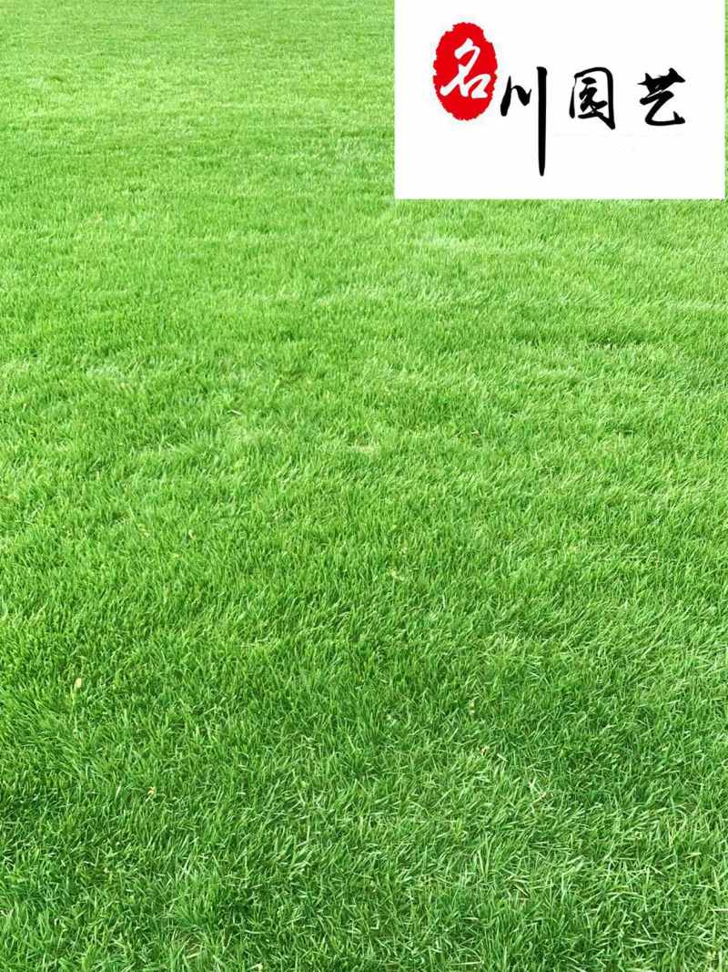 混播草坪价格成都混播草坪基地货源充足量大从优