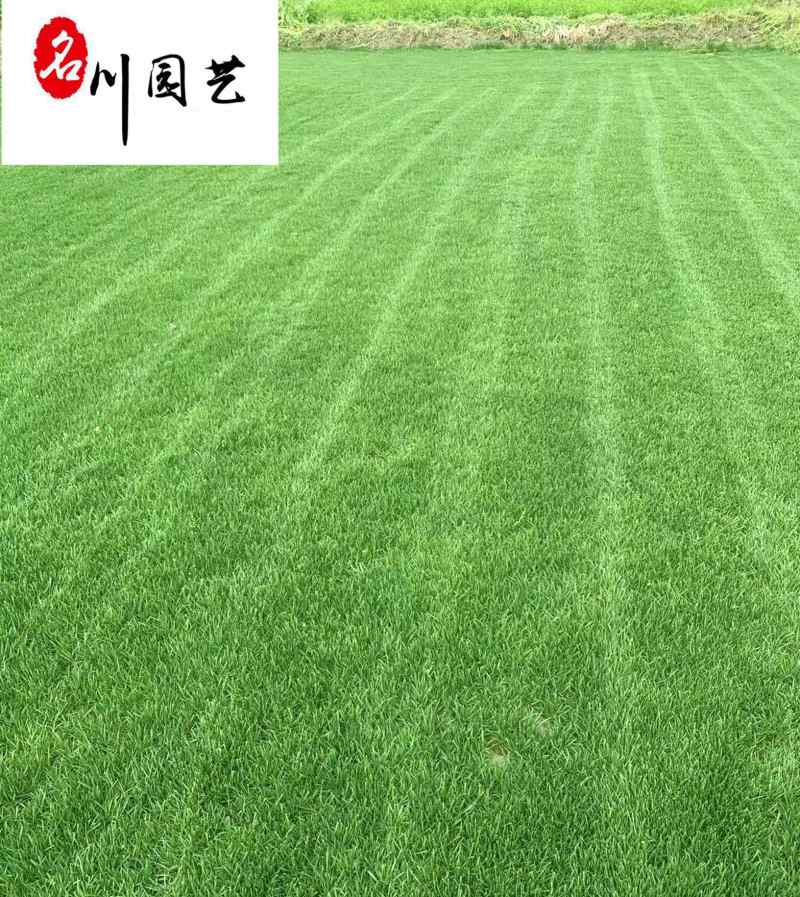 混播草坪价格成都混播草坪基地货源充足量大从优