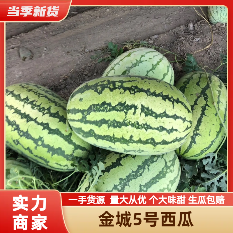 [金城5号西瓜批发]新疆阿克苏阿克苏市西瓜 0.30元/斤【优选 _ 一亩田