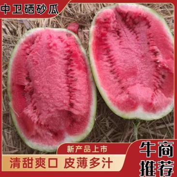 宁夏石头瓜硒砂瓜大量上市中货源稳定欢迎老板电话洽谈