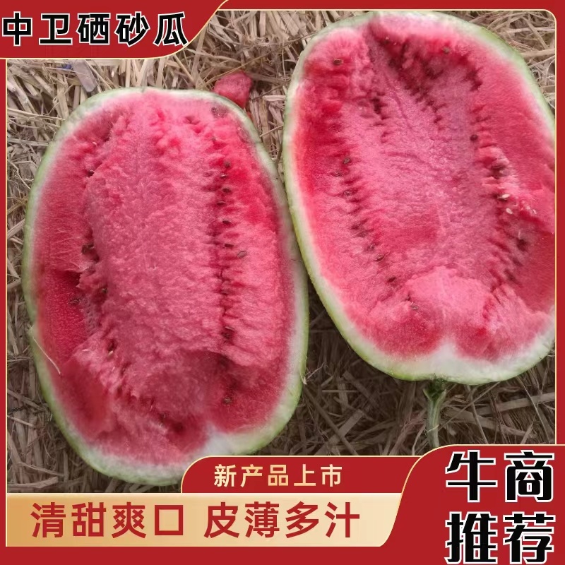 宁夏石头瓜硒砂瓜大量上市中货源稳定欢迎老板电话洽谈