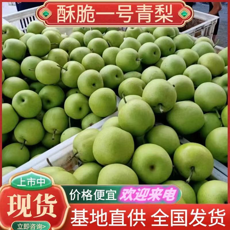 酥脆一号梨~砀山梨/现摘现发/规格齐全/货源足~全国代发