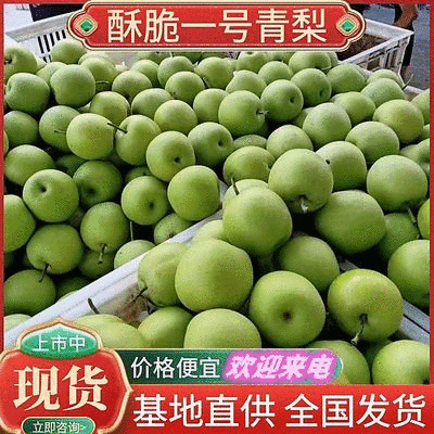 酥脆一号梨~砀山梨/现摘现发/规格齐全/货源足~全国代发